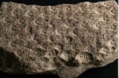 Foto (Detailansicht) von Lepidodendron aculeatum St. (NHMW-GEO-2024-0188-11020)